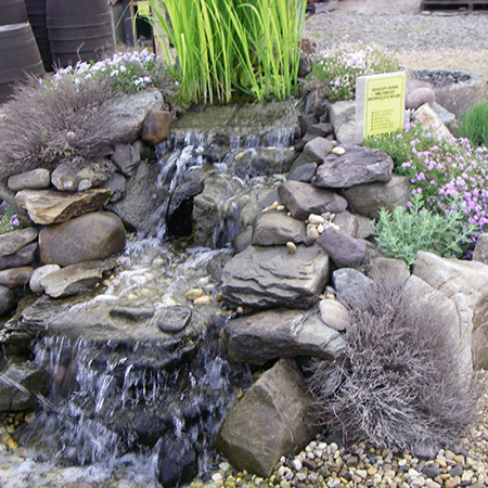 Water Garden Plants for Sale, Water Pond Supplies | Reliable Garden